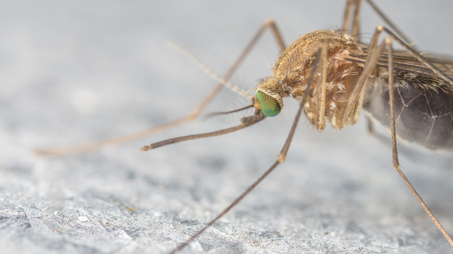 Illustration for article titled Put Your Mind At Ease: 8 Mosquitoes That For Sure Don’t Have Zika